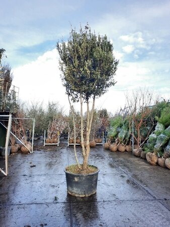 Quercus ilex 350-400 cm container paraplu solitair - afbeelding 24