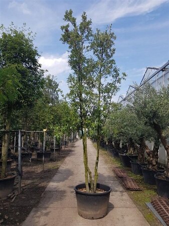 Quercus ilex 350-400 cm container paraplu solitair - afbeelding 15