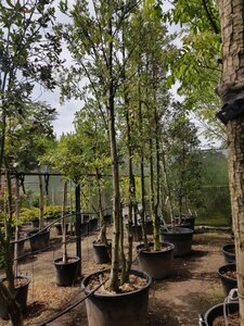 Quercus ilex 350-400 cm container paraplu solitair - afbeelding 14