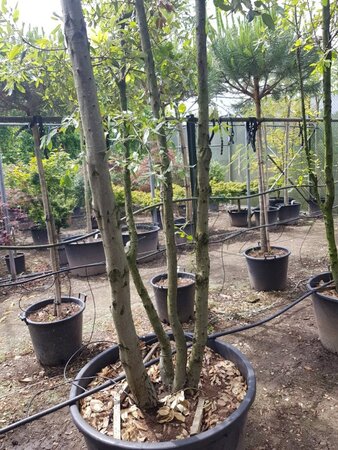 Quercus ilex 350-400 cm container paraplu solitair - afbeelding 13