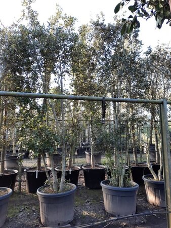 Quercus ilex 350-400 cm container paraplu solitair - afbeelding 3