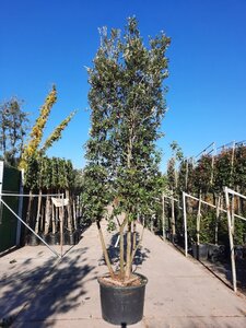 Quercus ilex 350-400 cm container paraplu solitair - afbeelding 4