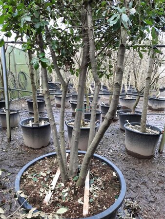 Quercus ilex 350-400 cm container paraplu solitair - afbeelding 6