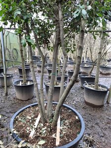 Quercus ilex 350-400 cm container paraplu solitair - afbeelding 6