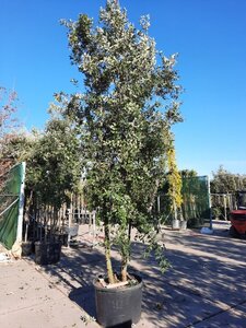 Quercus ilex 350-400 cm container paraplu solitair - afbeelding 7