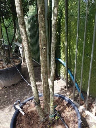 Quercus ilex 350-400 cm container paraplu solitair - afbeelding 8