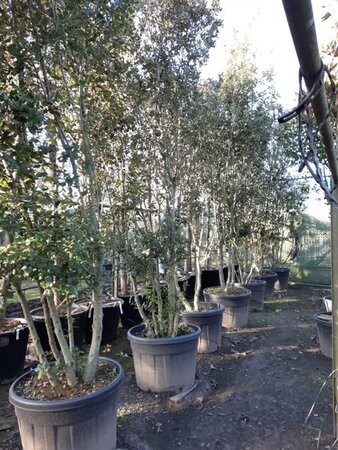 Quercus ilex 350-400 cm container paraplu solitair - afbeelding 9