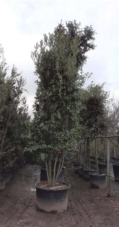 Quercus ilex 350-400 cm container paraplu solitair - afbeelding 10