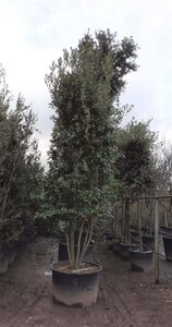 Quercus ilex 350-400 cm container paraplu solitair - afbeelding 10