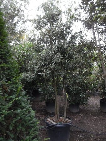 Quercus ilex 350-400 cm container paraplu solitair - afbeelding 11