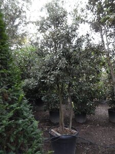 Quercus ilex 350-400 cm container paraplu solitair - afbeelding 11