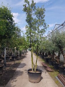Quercus ilex 350-400 cm container paraplu solitair - afbeelding 26