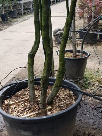 Quercus ilex 350-400 cm container paraplu Single - image 17