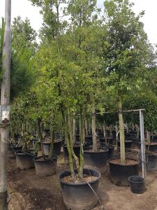 Quercus ilex 350-400 cm container paraplu Single - image 18
