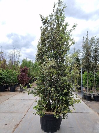 Quercus ilex 350-400 cm container paraplu Single - image 9