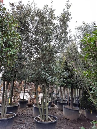 Quercus ilex 350-400 cm container paraplu Single - image 21