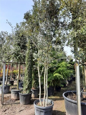 Quercus ilex 350-400 cm container paraplu Single - image 22