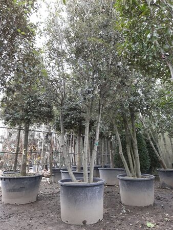 Quercus ilex 350-400 cm container paraplu Single - image 23
