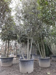 Quercus ilex 350-400 cm container paraplu Single - image 23