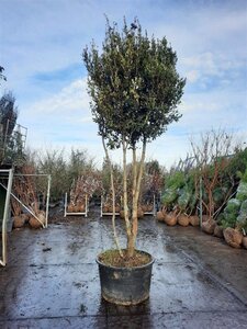Quercus ilex 350-400 cm container paraplu Single