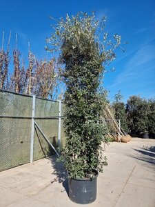 Quercus ilex 350-400 cm container paraplu Single - image 10