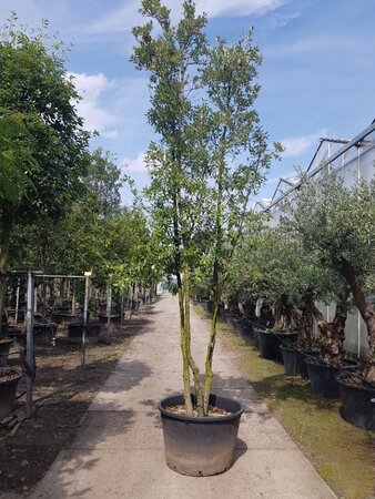 Quercus ilex 350-400 cm container paraplu Single - image 11