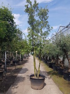 Quercus ilex 350-400 cm container paraplu Single - image 11