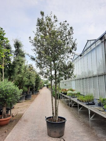 Quercus ilex 350-400 cm container paraplu Single - image 2