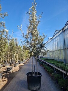 Quercus ilex 350-400 cm container paraplu Single - image 16