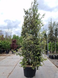 Quercus ilex 350-400 cm container paraplu Single - image 25