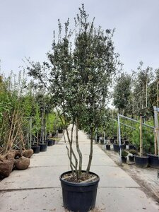Quercus ilex 350-400 cm container paraplu Single - image 12