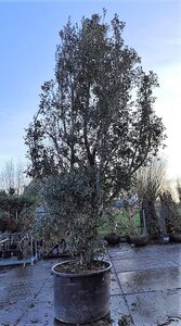 Quercus ilex 550-600 cm container solitair - afbeelding 2