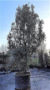 Quercus ilex 550-600 cm container solitair - afbeelding 3