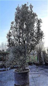 Quercus ilex 550-600 cm container single