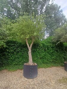 Quercus suber 350-400 cm container solitair - afbeelding 3
