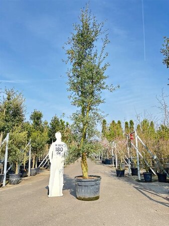 Quercus suber 350-400 cm container single - image 4