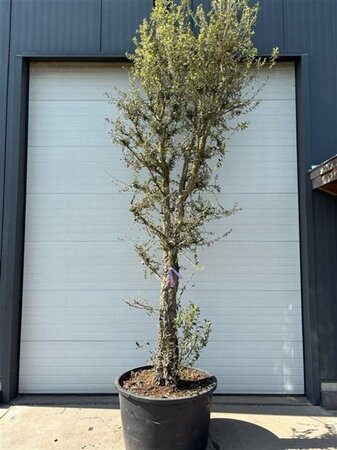 Quercus suber 350-400 cm container single - image 3