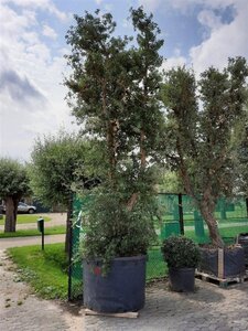 Quercus suber 350-400 cm container single
