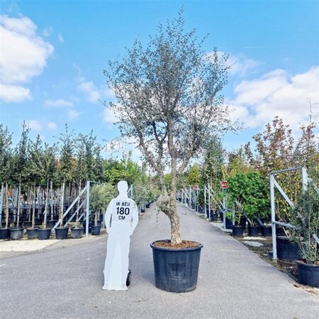 Quercus suber 350-400 cm container single - image 5