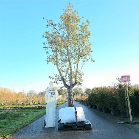 Quercus suber 400-450 cm container solitair