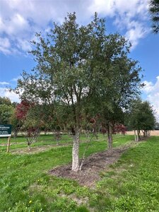 Quercus suber 550-600 cm draadkluit solitair