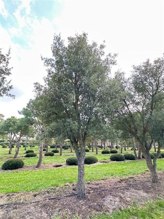 Quercus suber 600-700 cm draadkluit solitair - afbeelding 1