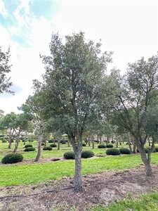 Quercus suber 600-700 cm draadkluit solitair - afbeelding 1