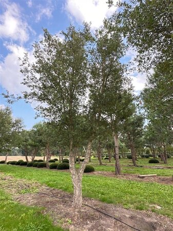 Quercus suber 600-700 cm draadkluit solitair - afbeelding 2