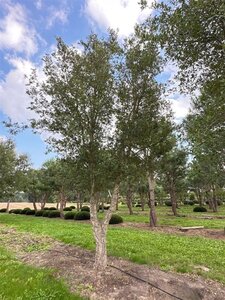 Quercus suber 600-700 cm WRB single - image 2