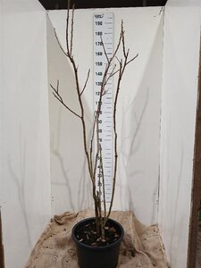 Rhus typhina 175-200 cm cont. 35L solitair