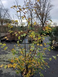 Sycoparrotia semidecidua 200-225 cm cont. 35L solitair