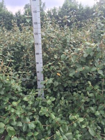 Viburnum burkwoodii 100-125 cm met kluit solitair extra