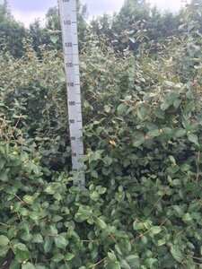 Viburnum burkwoodii 100-125 cm met kluit solitair extra
