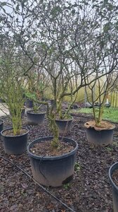 Viburnum burkwoodii 200-250 cm cont. 250L solitair